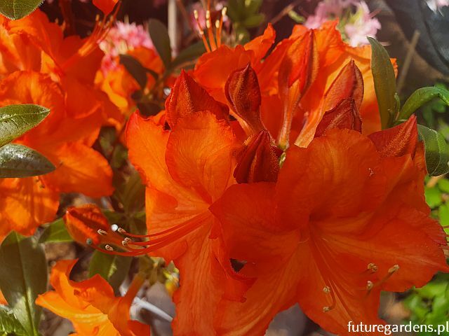 Azalia ROYAL COMMAND na PNIU Rhododendron - drzewko C6/Pa60(120)cm *K14