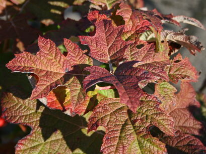 Hortensja dębolistna ICE CRYSTAL Hydrangea quercifolia C2/40cm *10