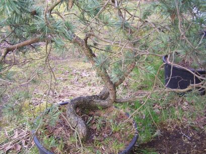 Sosna pospolita z kroczącym pniem Pinus sylvestris (bonsai nr 14)