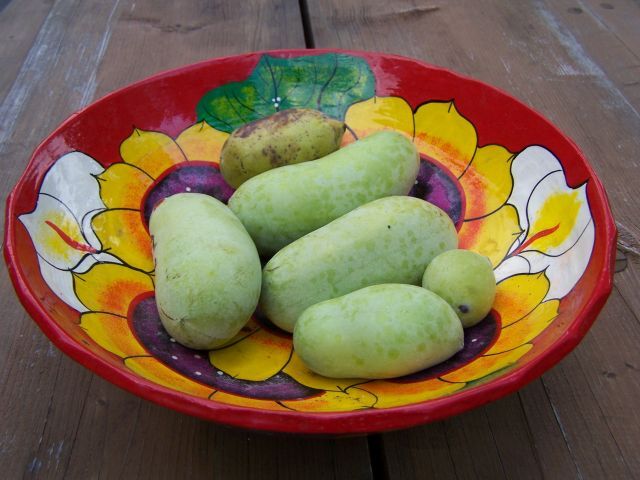 Asimina triloba Urodlin trójłatkowy Banan preriowy C2-C3/30-50cm *T61