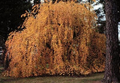 Grujecznik płaczący AMAZING GRACE Cercidyphyllum japonicum Weeping Katsura C3/60-80cm