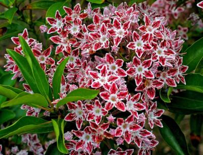 Kalmia szerokolistna 'GALAXY' Kalmia latifolia