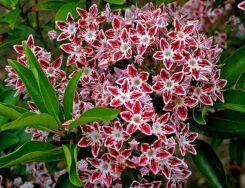 Kalmia szerokolistna 'GALAXY' Kalmia latifolia