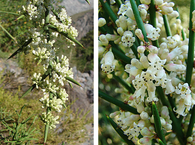 Colletia hystrix C2/60-80cm *T56