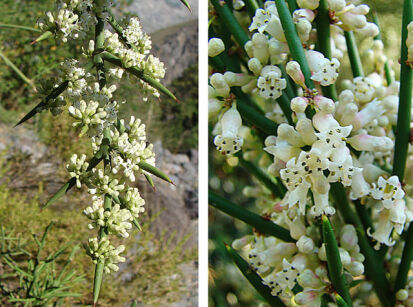 Colletia hystrix C2/60-80cm *T56
