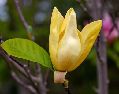 Magnolia JUDY ZUK Magnolia x brooklynensis C5/100cm *T52