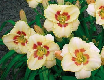 Liliowiec CUSTARD CANDY Hemerocallis /C2,5