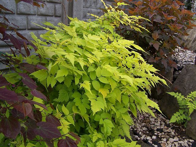 Jeżyna białopędowa GOLDEN VALE 'Wyego' Rubus cockburnianus C3/30cm *K17