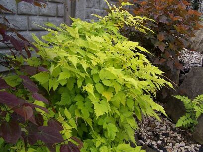 Jeżyna białopędowa GOLDEN VALE 'Wyego' Rubus cockburnianus C3/30cm *K17