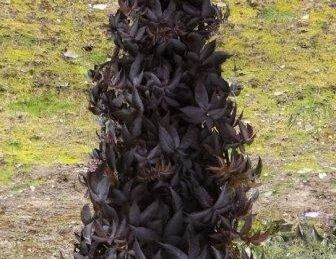 Bez czarny 'BLACK TOWER 'Effel1' Sambucus nigra C4/30cm *K14