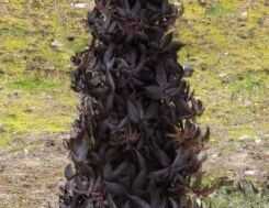 Bez czarny 'BLACK TOWER 'Effel1' Sambucus nigra C4/30cm *K15
