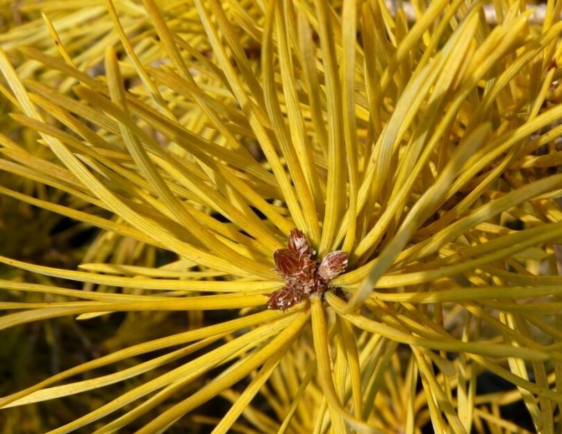 Sosna pospolita AUREA Pinus sylvestris 'Wintergold' P15/40-60cm