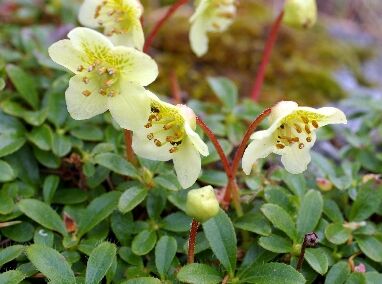 Rhododendron lowndesii /C1,5