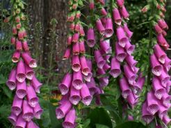 Naparstnica purpurowa - 5 sztuk sadzonek kopanych