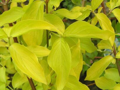 DEREŃ JADALNY AUREA Cornus mas C2/40cm