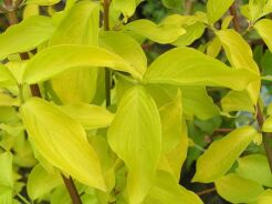 DEREŃ JADALNY AUREA Cornus mas C2/40cm