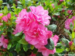 Azalia japońska MARINJA Rhododendron obtusum C2/20-25cm *K14