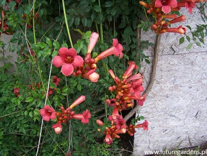 Milin amerykański CZERWONY Campsis radicans - nasiona 30 szt.