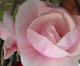 Magnolia SHIRLEY'S PERFUME C7,5/1,4m