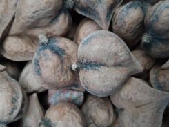 Orzech ajlantolistny odm. SERCOWATY Juglans ailantifolia var.cordiformis C3/40cm *K8