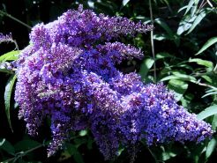 Budleja DARTMOOR Buddleja davidii /C2 *T6