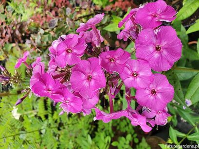 Płomyk AMARANTOWY Phlox paniculata Floks /C2 *K7