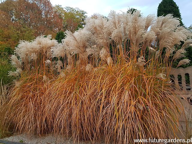 Miscanthus sinensis MALEPARTUS Miskant chiński /C3 *K5