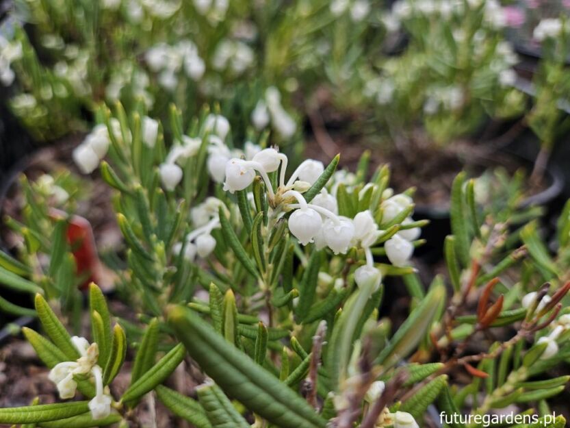 Modrzewnica pospolita ALBA Andromeda polifolia /C3 *K17