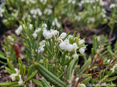 Modrzewnica pospolita ALBA Andromeda polifolia /C3 *K17
