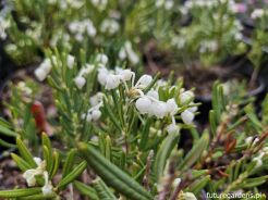 Modrzewnica pospolita ALBA Andromeda polifolia /C3 *K17
