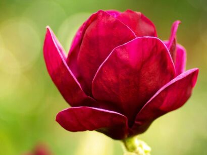 Magnolia RED AS RED C3/40-60cm *T60