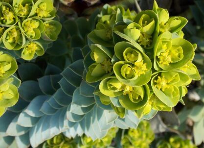 Wilczomlecz miętowaty Euphorbia myrsinites /P9