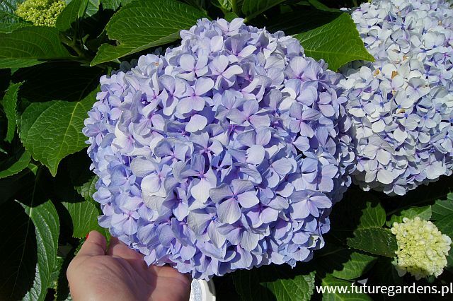 Hortensja ogrodowa 'Bailmer' ENDLESS SUMMER ORIGINAL Hydrangea macrophylla /C2 *K12