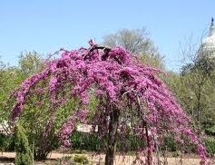Judaszowiec płaczący LAVENDER TWIST 'Covey' Cercis canadensis C5/1,2m *TL