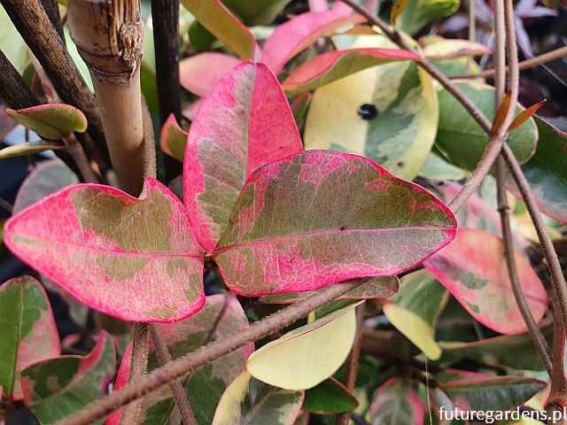 Jaśmin gwiazdkowy VARIEGATUM Trachelospermum jasminoides C2/50cm *G
