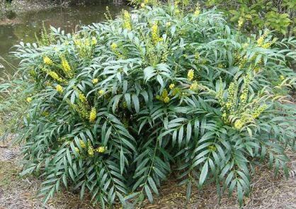 Mahonia SOFT CARESS Mahonia eurybracteata P13/10-20cm *K12