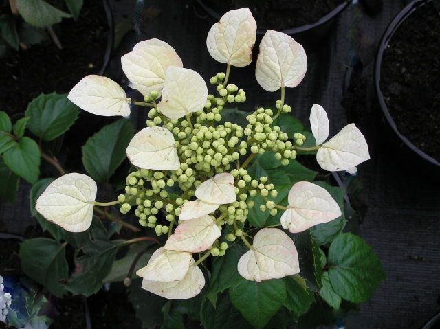 Przywarka japońska  Schizophragma hydrangeoides