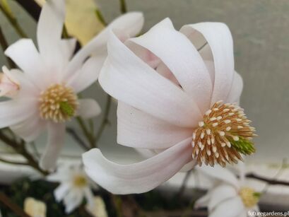 Magnolia CHINA TOWN syn. 'Jing Ning' - krzew C12/80cm *TL