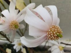 Magnolia CHINA TOWN syn. 'Jing Ning' - krzew C12/80cm *TL