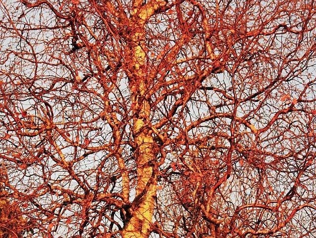 Brzoza SPIDER ALLEY Betula pendula C12/1,6-1,8m *K6