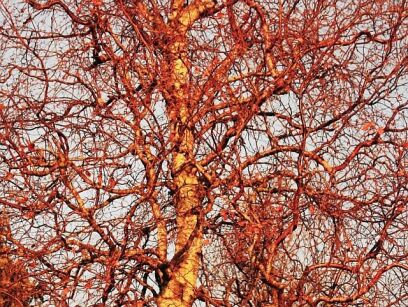 Brzoza SPIDER ALLEY Betula pendula C12/1,6-1,8m *K6