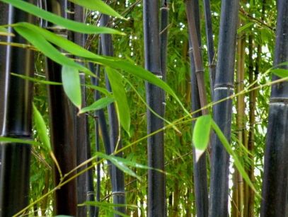 Bambus czarny Phyllostachys nigra Black bamboo C5/60-100cm *K6