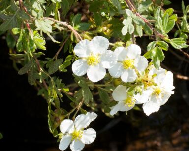 Pięciornik płożący ABBOTSWOOD Potentilla fruticosa /P15-C1,5 *K1