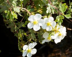 Pięciornik ABBOTSWOOD Potentilla fruticosa /P15-C1,5 *K7