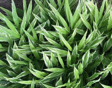 Imbir japoński WHITE FEATHER Zingiber mioga Z.myoga /P11 *K14w9