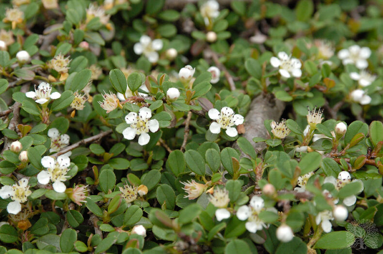 Irga płożąca MAJOR Cotoneaster dammeri /P11 *K18