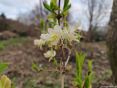 Wiciokrzew pachnący WINTER BEAUTY Lonicera purpusii C5/60-80cm *K18