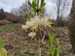 Wiciokrzew pachnący WINTER BEAUTY Lonicera purpusii C2/60-70cm *K13