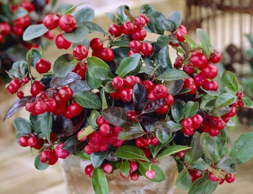 Golteria rozesłana Gaultheria procumbens /P9 *K15w13