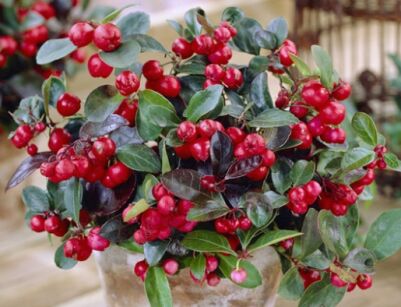 Golteria rozesłana Gaultheria procumbens /P9 *K15w13